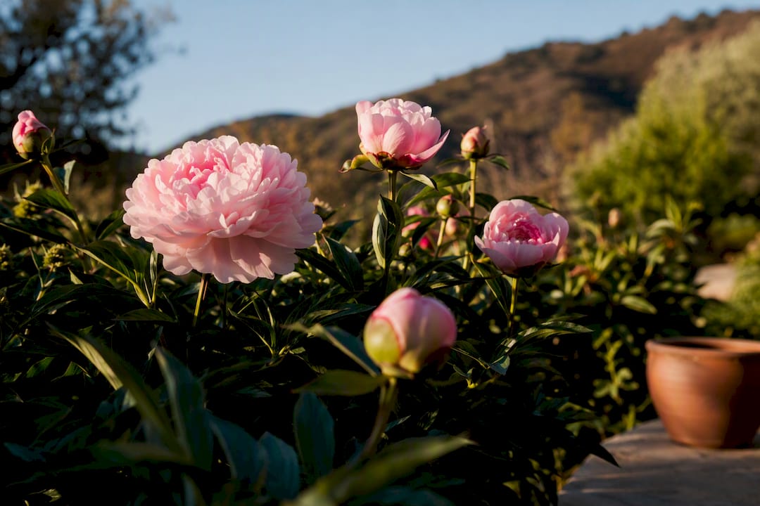 Peonies blooming at different stages in Los Angeles