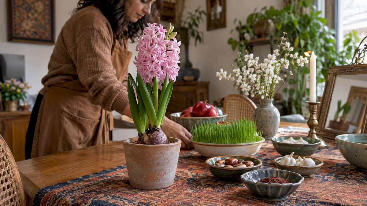 Potted hyacinth on a Haft Sin table