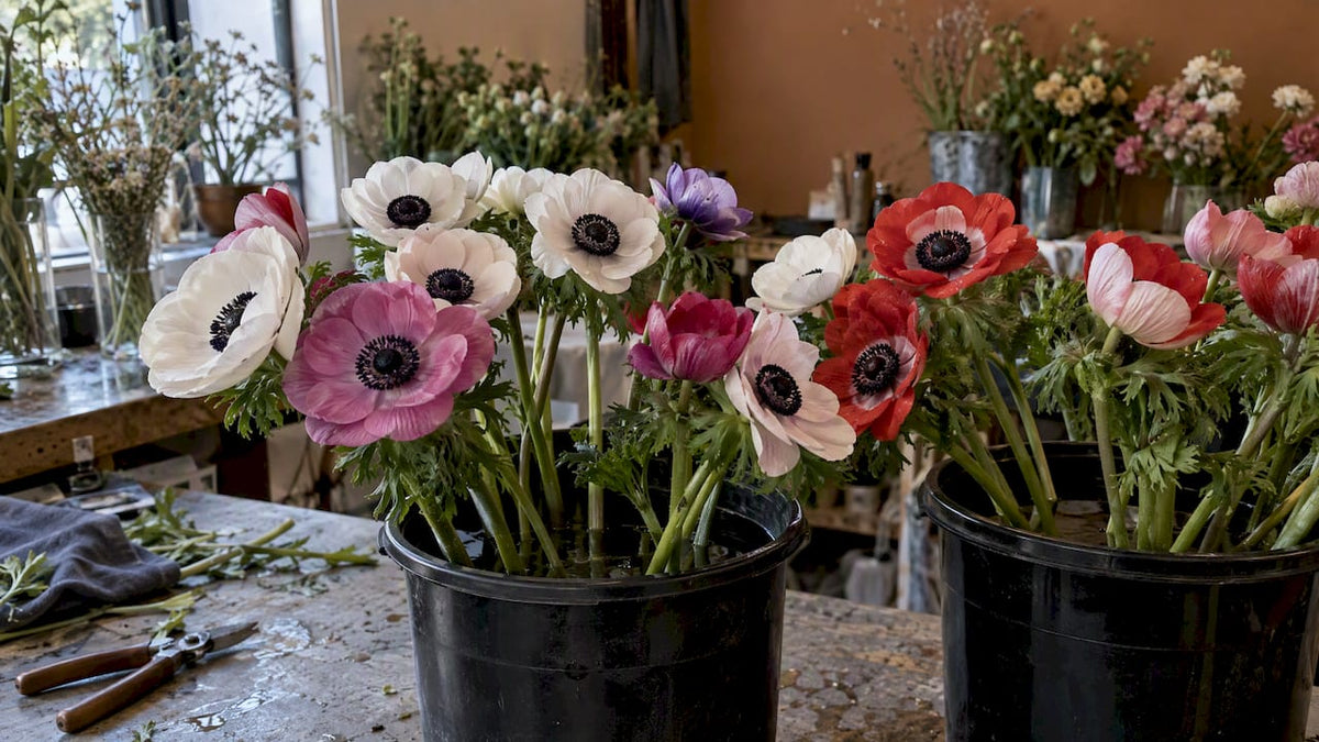 Fresh poppy anemones in a florist workroom