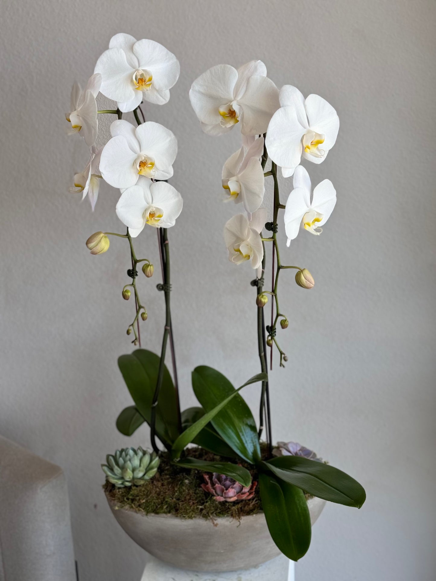 White Orchid Elegance