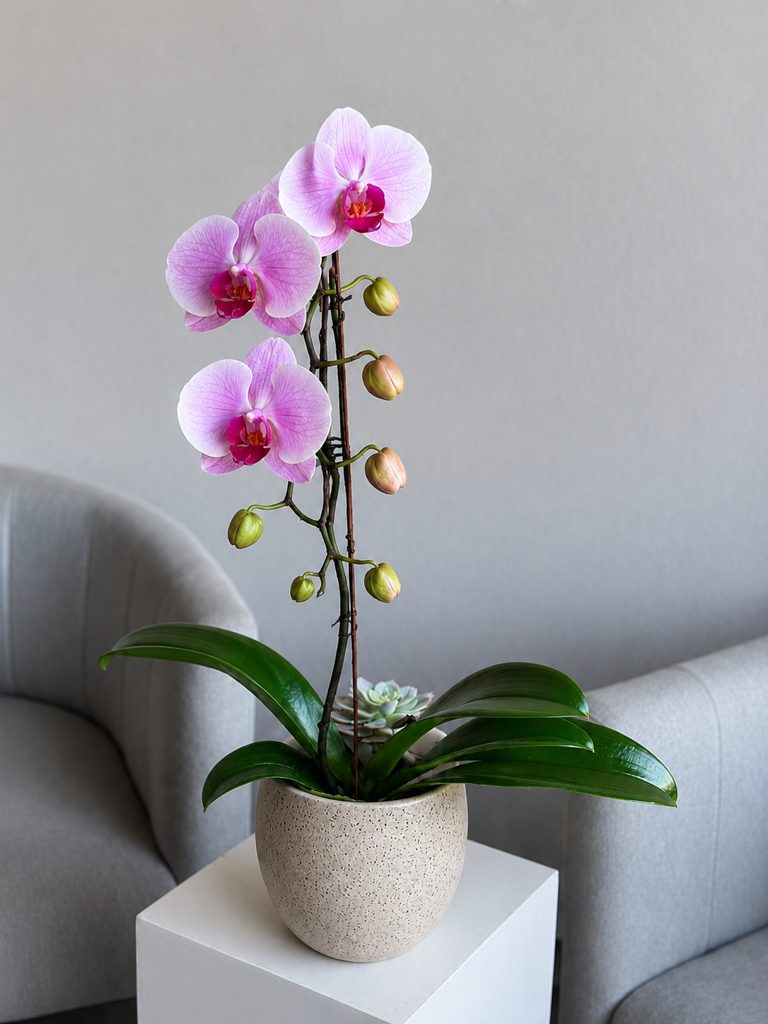 Mother's Day Orchid